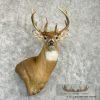 Whitetail Deer Taxidermy Shoulder Mount For Sale - Image 4