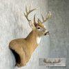 Whitetail Deer Taxidermy Shoulder Mount For Sale - Image 5