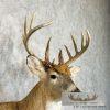 Whitetail Deer Taxidermy Shoulder Mount For Sale - Image 6
