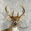 Whitetail Deer Taxidermy Shoulder Mount For Sale - Image 7