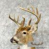 Whitetail Deer Taxidermy Shoulder Mount For Sale - Image 8