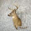 Whitetail Deer Taxidermy Shoulder Mount For Sale - Image 2