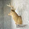 Whitetail Deer Taxidermy Shoulder Mount For Sale - Image 3