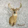 Whitetail Deer Taxidermy Shoulder Mount For Sale - Image 4