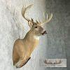 Whitetail Deer Taxidermy Shoulder Mount For Sale - Image 5