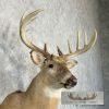Whitetail Deer Taxidermy Shoulder Mount For Sale - Image 6