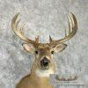 Whitetail Deer Taxidermy Shoulder Mount For Sale - Image 7