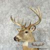Whitetail Deer Taxidermy Shoulder Mount For Sale - Image 8