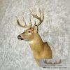 Whitetail Deer Taxidermy Shoulder Mount For Sale - Image 2