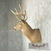Whitetail Deer Taxidermy Shoulder Mount For Sale - Image 3