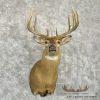 Whitetail Deer Taxidermy Shoulder Mount For Sale - Image 4