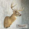 Whitetail Deer Taxidermy Shoulder Mount For Sale - Image 5