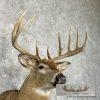 Whitetail Deer Taxidermy Shoulder Mount For Sale - Image 6