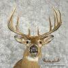 Whitetail Deer Taxidermy Shoulder Mount For Sale - Image 7