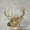 Whitetail Deer Taxidermy Shoulder Mount For Sale - Image 8