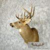 Whitetail Deer Taxidermy Shoulder Mount For Sale - Image 2
