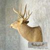 Whitetail Deer Taxidermy Shoulder Mount For Sale - Image 3
