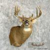 Whitetail Deer Taxidermy Shoulder Mount For Sale - Image 4