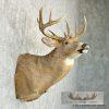 Whitetail Deer Taxidermy Shoulder Mount For Sale - Image 5