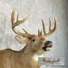 Whitetail Deer Taxidermy Shoulder Mount For Sale - Image 6