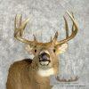 Whitetail Deer Taxidermy Shoulder Mount For Sale - Image 7