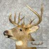 Whitetail Deer Taxidermy Shoulder Mount For Sale - Image 8