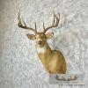 Whitetail Deer Taxidermy Shoulder Mount For Sale - Image 2