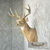 Whitetail Deer Taxidermy Shoulder Mount For Sale - Image 3