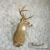 Whitetail Deer Taxidermy Shoulder Mount For Sale - Image 4