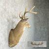 Whitetail Deer Taxidermy Shoulder Mount For Sale - Image 5