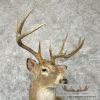 Whitetail Deer Taxidermy Shoulder Mount For Sale - Image 6