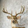 Whitetail Deer Taxidermy Shoulder Mount For Sale - Image 7