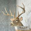 Whitetail Deer Taxidermy Shoulder Mount For Sale - Image 8