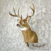 Whitetail Deer Taxidermy Shoulder Mount For Sale - Image 2