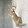 Whitetail Deer Taxidermy Shoulder Mount For Sale - Image 3