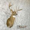 Whitetail Deer Taxidermy Shoulder Mount For Sale - Image 4
