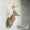 Whitetail Deer Taxidermy Shoulder Mount For Sale - Image 5