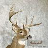 Whitetail Deer Taxidermy Shoulder Mount For Sale - Image 6