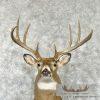 Whitetail Deer Taxidermy Shoulder Mount For Sale - Image 7