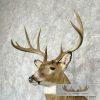 Whitetail Deer Taxidermy Shoulder Mount For Sale - Image 8