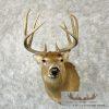 Whitetail Deer Taxidermy Shoulder Mount For Sale - Image 2