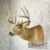 Whitetail Deer Taxidermy Shoulder Mount For Sale - Image 3