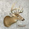 Whitetail Deer Taxidermy Shoulder Mount For Sale - Image 4