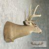 Whitetail Deer Taxidermy Shoulder Mount For Sale - Image 5