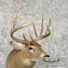 Whitetail Deer Taxidermy Shoulder Mount For Sale - Image 6