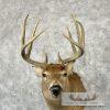Whitetail Deer Taxidermy Shoulder Mount For Sale - Image 7