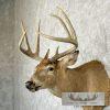 Whitetail Deer Taxidermy Shoulder Mount For Sale - Image 8