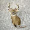 Whitetail Deer Taxidermy Shoulder Mount For Sale - Image 2