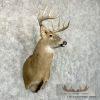 Whitetail Deer Taxidermy Shoulder Mount For Sale - Image 4