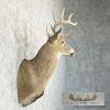 Whitetail Deer Taxidermy Shoulder Mount For Sale - Image 5